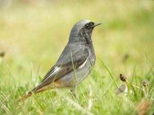 Black Redstart