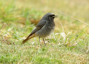 Black Redstart