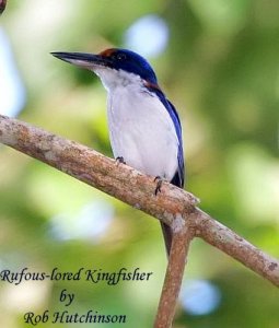 Rufous-lored Kingfisher.."Opus"