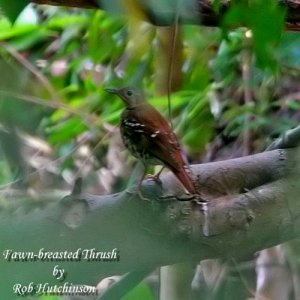 Fawn-breasted Thrush.."Opus"