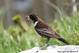 Ring Ouzel with food