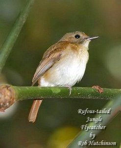 Rufous-tailed Jungle Flycatcher