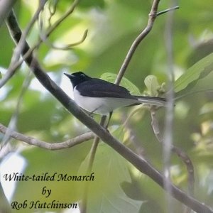 White-taled Monarch.."Opus"