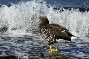 Surfing Kelp Goose