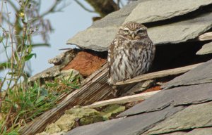 Little Owl