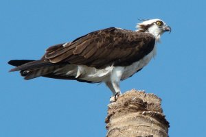 Osprey