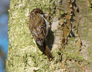 Treecreeper