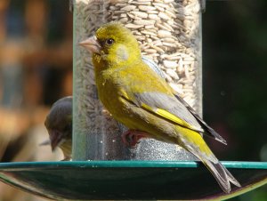 Greenfinch