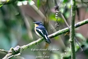 Rufous-chested Flycatcher.."Opus"