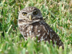 Burrowing Owl