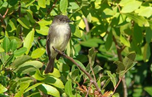 Eastern Phoebe