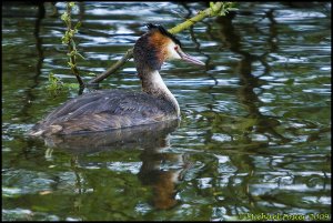 Great Crested Grebe