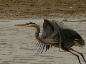 Great Blue heron