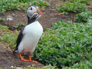 Puffin