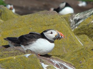 Puffin