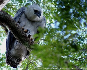 Immature Harpy Eagle