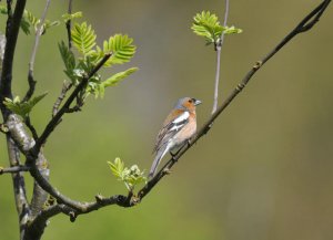 Spring Chaffinch