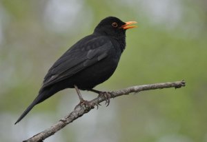 Singing Blackbird