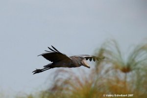 Shoebill in Flight - Zambia