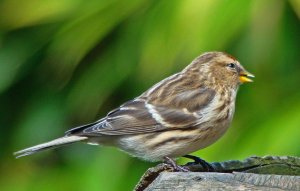 Redpoll