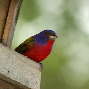 Painted Bunting -Male