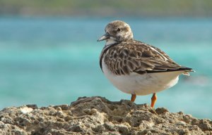 Ruddy Turnstone