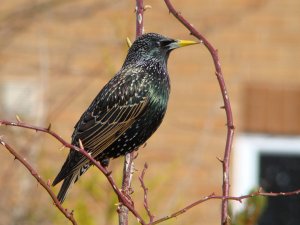 Starling