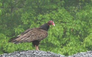 Turkey Vulture