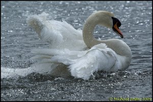 Mute Swan