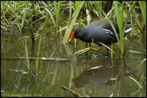 Moorhen Stalking