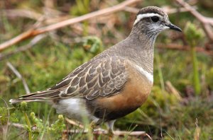 Dotterel