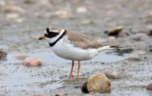 Ringed Plover