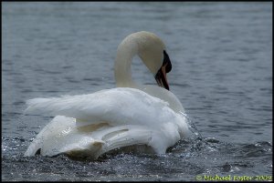 Water off Swan's Back