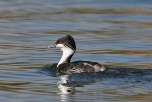 Podiceps taczanowskii