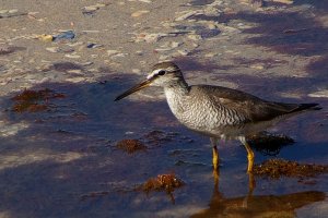 Grey-tailed Tattler