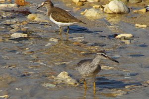 Grey-tailed Tattler and Green Sandpiper
