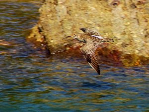 Whimbrel in Flight