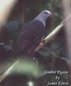 Sombre Pigeon.."Opus"