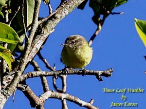 Timor Leaf Warbler.."Opus"