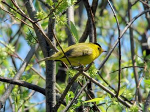 Wilson's Warbler