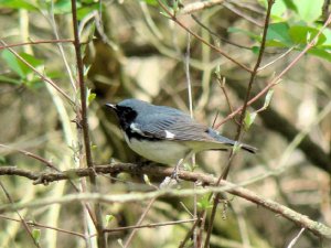 Black-throated Blue Warbler