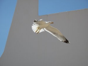 Yellow-Legged Gull