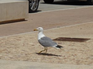 Yellow-Legged Gull