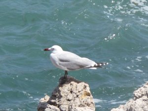 Audouin's Gull