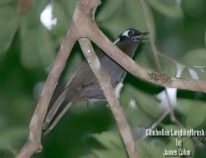 Cambodian Laughingthrush..."Opus"