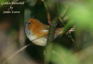 Golden Parrotbill..."Opus: