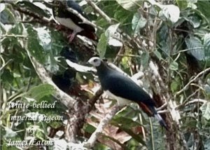 White-bellied Imperial Pigeon..."Opus"