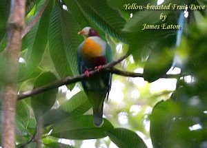 Yellow-breasted Fruit Dove..."Opus"