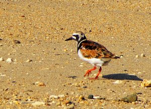 Ruddy Turnstone