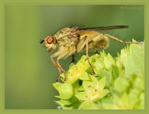 Fly on Lady's Mantle